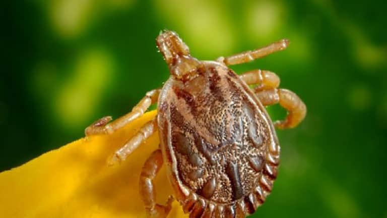 Longhorned Tick Found  In Westchester County