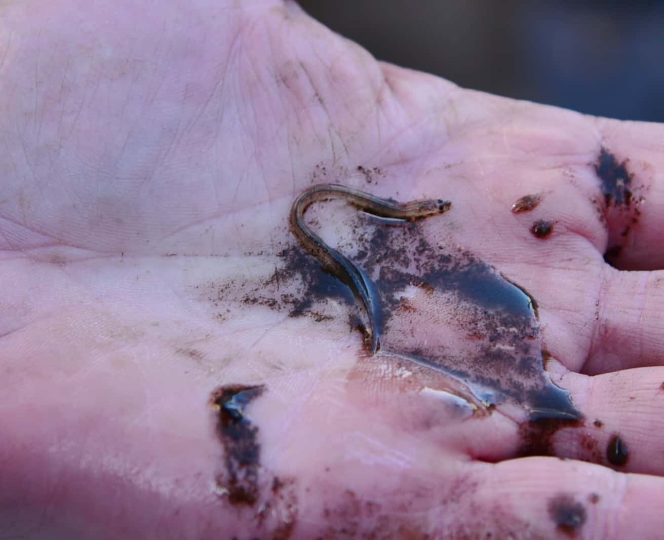 Saunders Science Students Find First Eel of 2019 Saunders Science Students Find First Eel of 2019