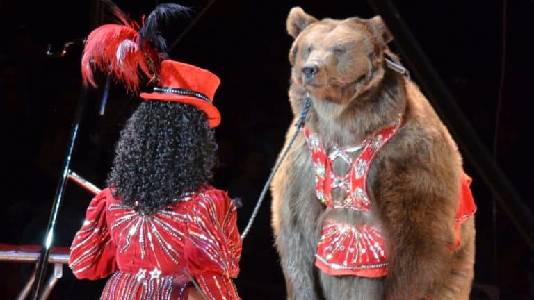 The Circus Continues   In Westchester