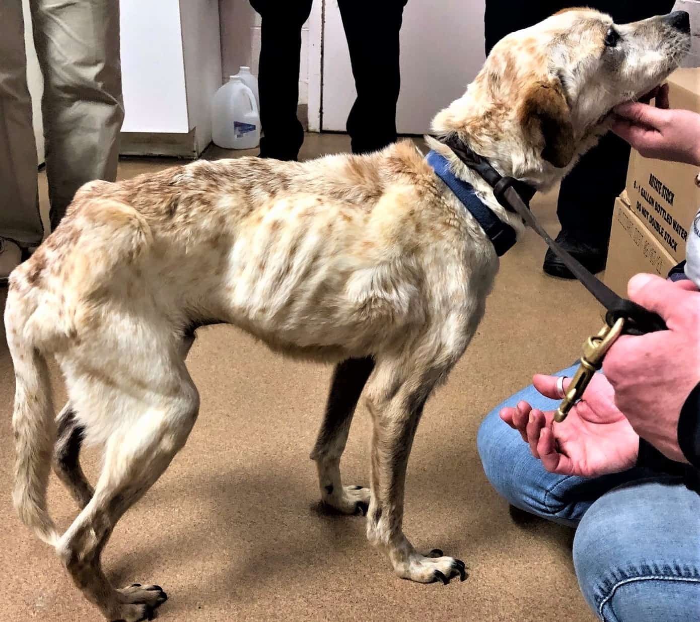 Mohegan Lake Woman Charged With Animal Cruelty Mohegan Lake Woman Charged With Animal Cruelty