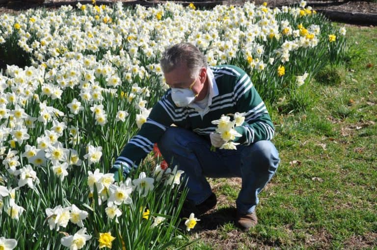 Untermyer Gardens Daffodils Bring Hope During Coronavirus