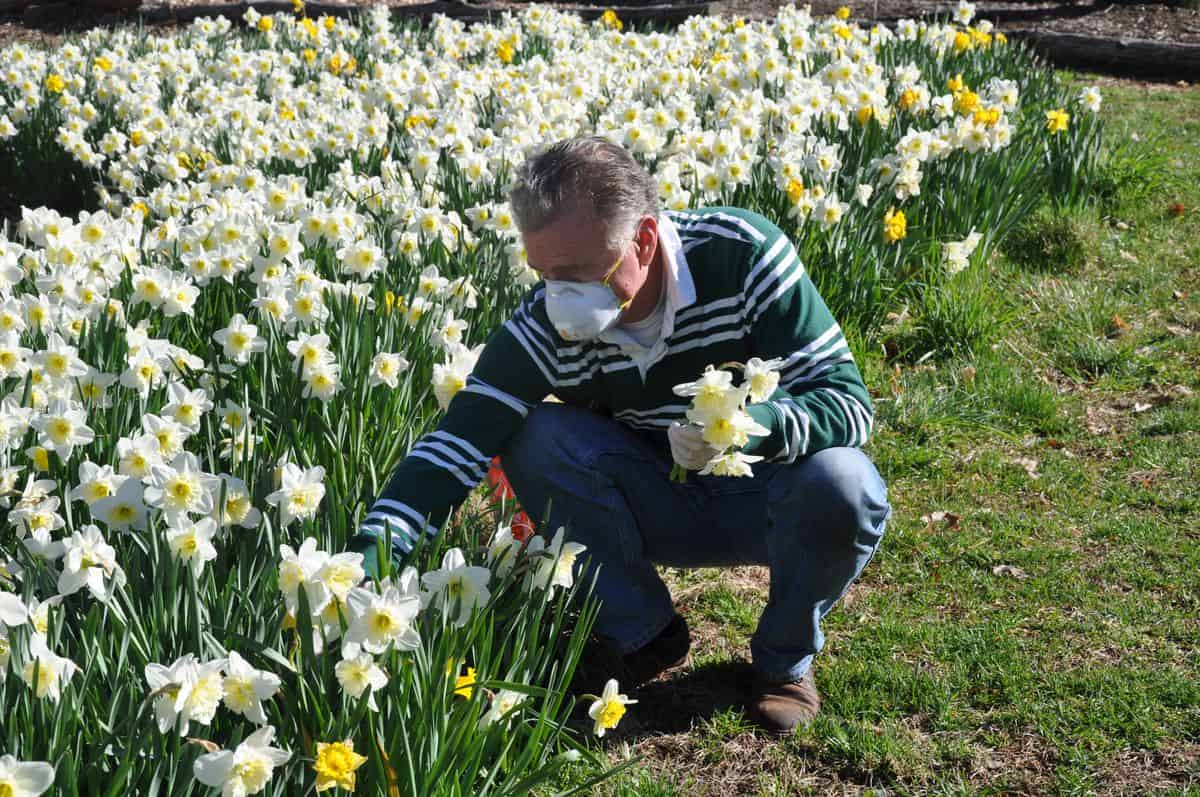 Untermyer Gardens Daffodils Bring Hope During Coronavirus Untermyer Gardens Daffodils Bring Hope During Coronavirus