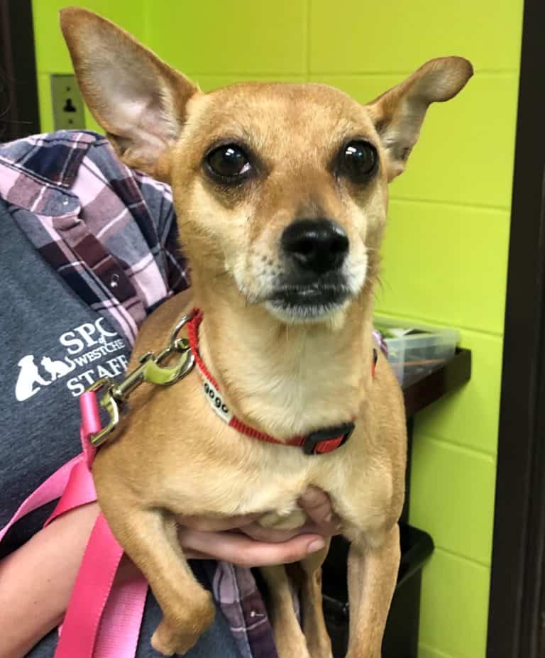 SPCA of Westchester Wants to Know–Who Abandoned a Dog in a Garbage Bag?