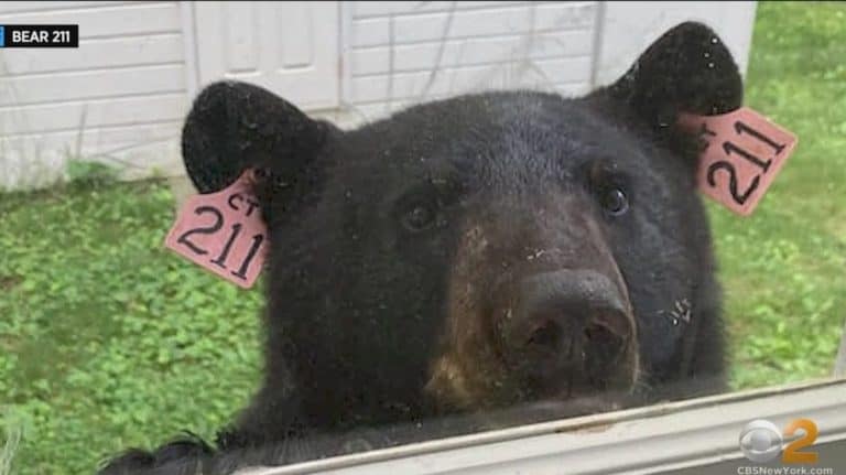 Westchester Says Goodbye to Bear 211