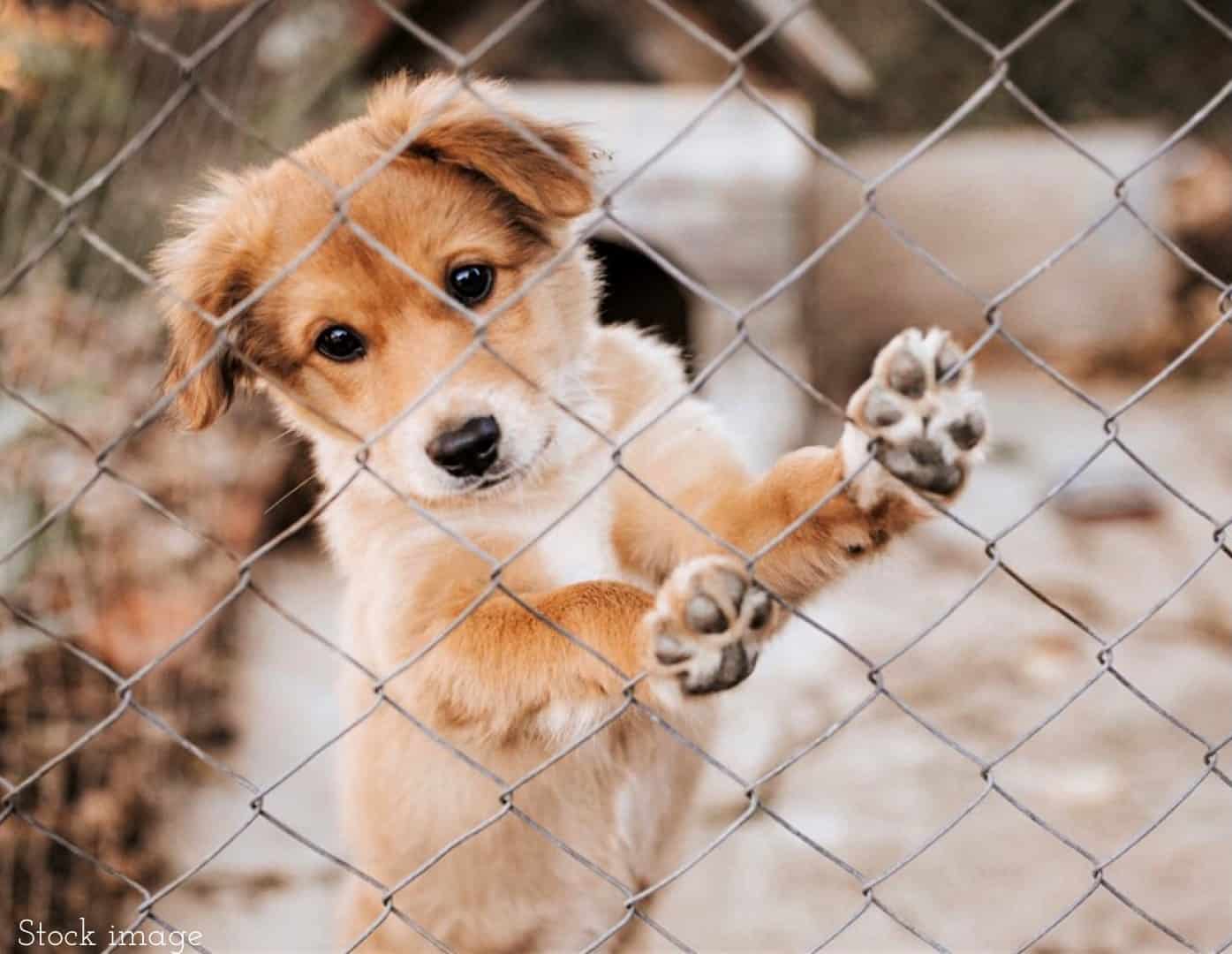 OWNER OF RECYCLED PAWS RESCUE ARRESTED FOR STEALING MONEY MEANT FOR THE RESCUE OF DOGS OWNER OF RECYCLED PAWS RESCUE ARRESTED FOR STEALING MONEY MEANT FOR THE RESCUE OF DOGS
