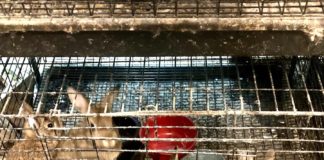 SPCA Westchester and Yonkers Police Shut Down Pet World for Animal Abuse