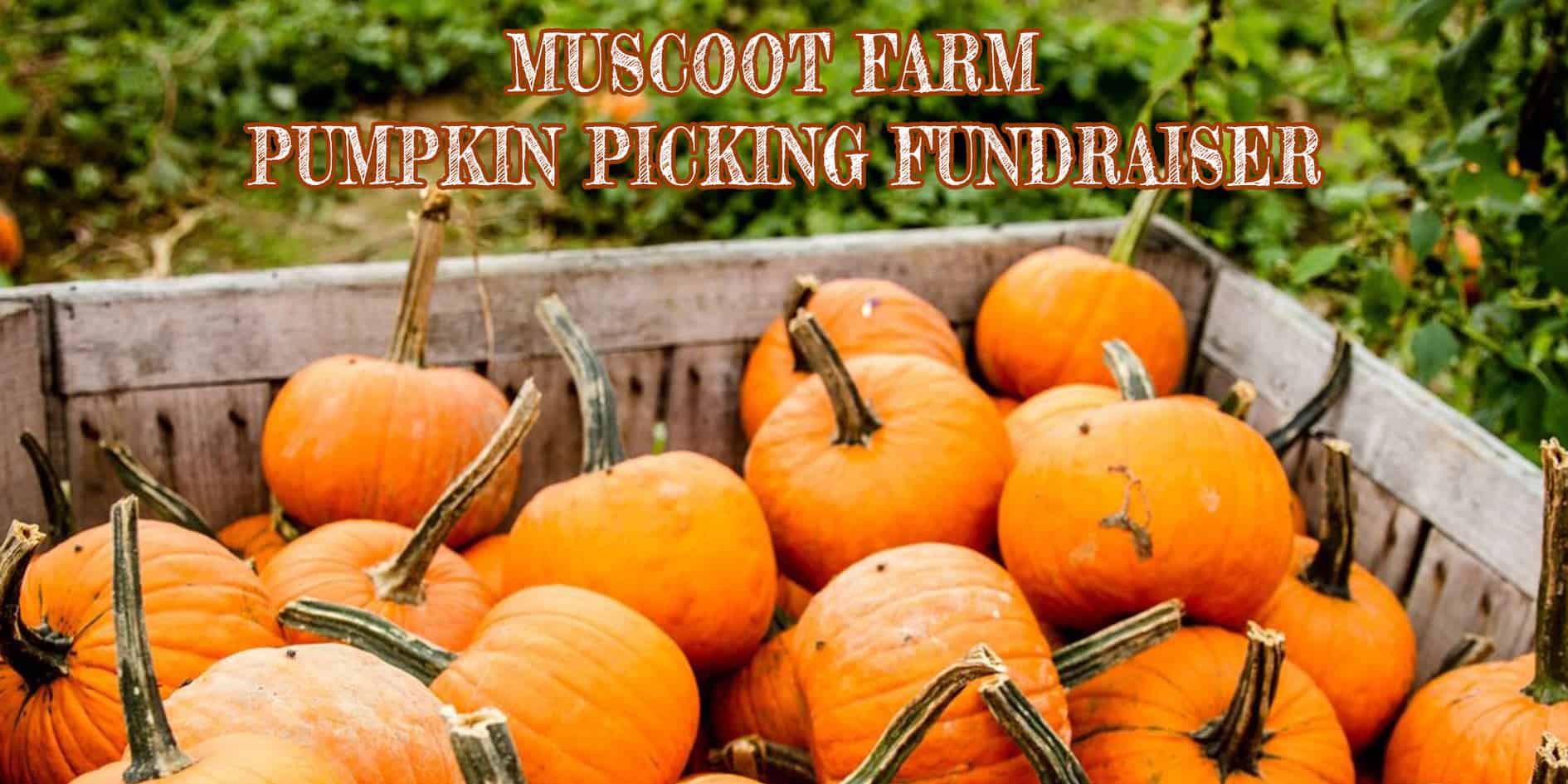 Pumpkin Picking Fundraiser at Muscoot Farm Pumpkin Picking Fundraiser at Muscoot Farm