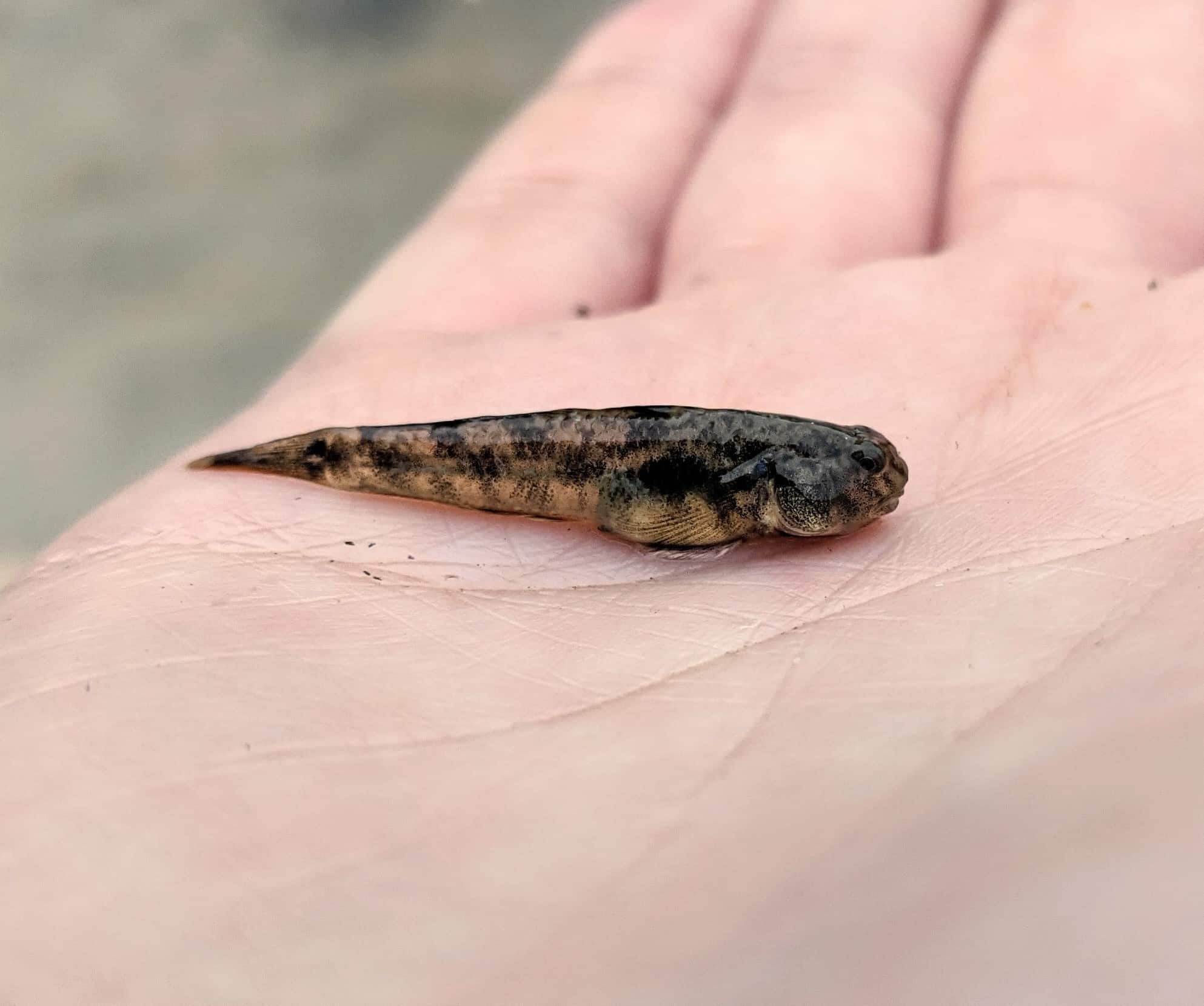 Sarah Lawrence College’s Center for the Urban River at Beczak Discovers Rare Fish in Hudson River Watershed Sarah Lawrence College’s Center for the Urban River at Beczak Discovers Rare Fish in Hudson River Watershed