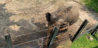 Bronx Zoo Shamed on List of 10 Worst Zoos for Elephants