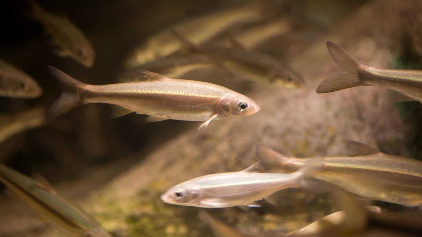 Westchester County Health Department Offers Free Minnows to Residents to Prevent Mosquitos Westchester County Health Department Offers Free Minnows to Residents to Prevent Mosquitos