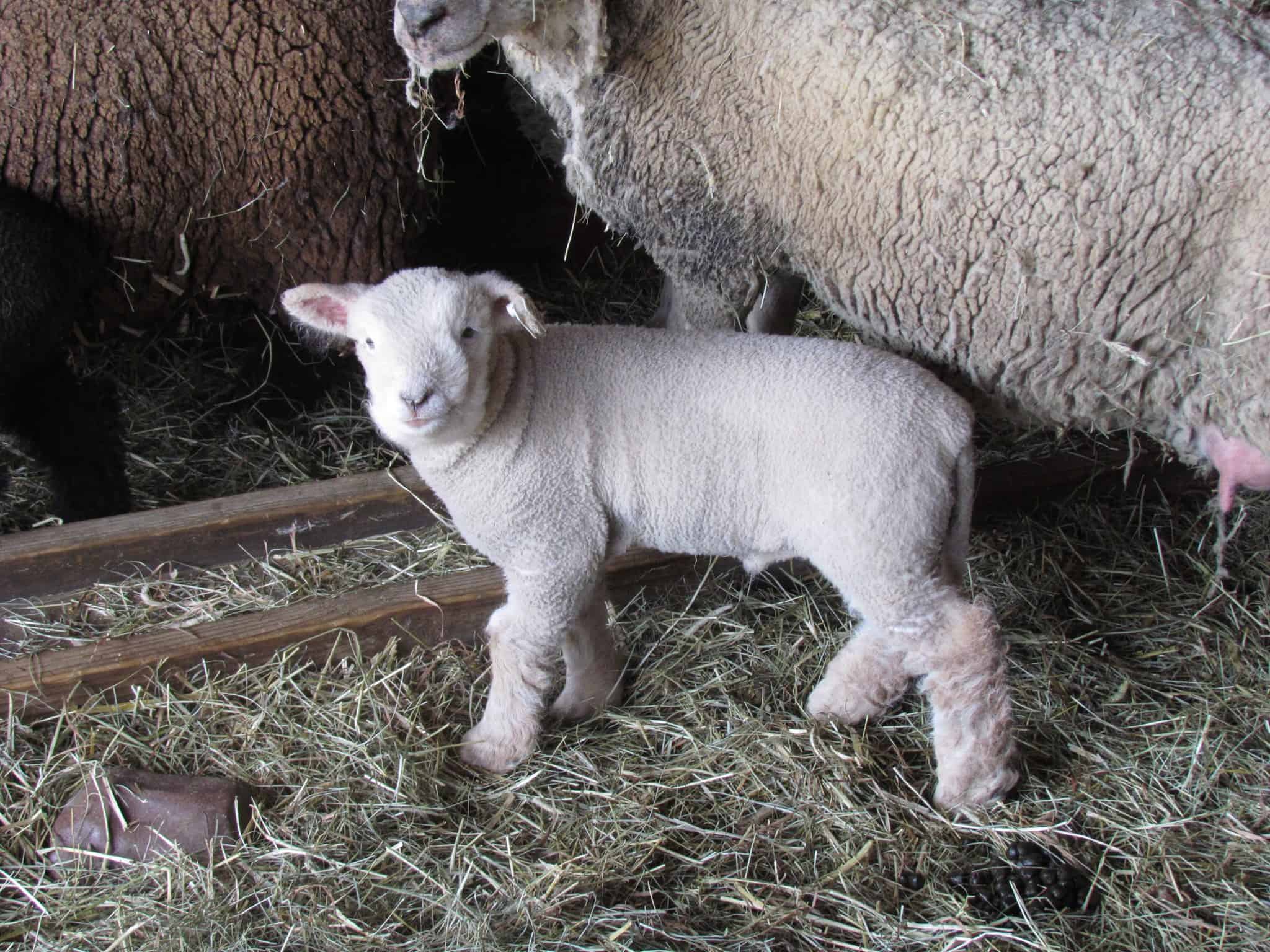 Farmers Market and Sheep Shearing Return to Muscott Farm this Mother’s Day Farmers Market and Sheep Shearing Return to Muscott Farm this Mother’s Day