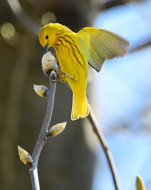 Learn About Warblers at Lenoir Nature Preserve | Yonkers Times