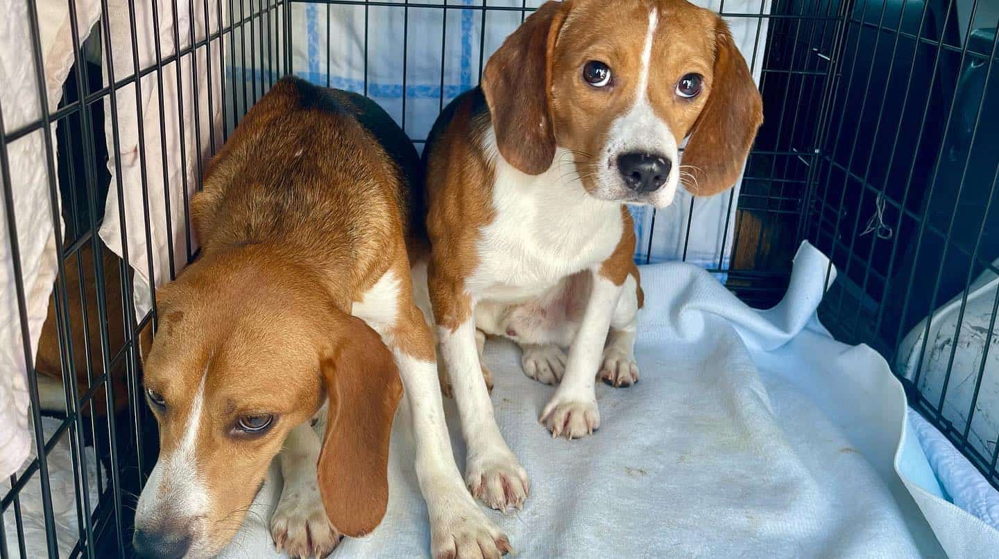 4,000 Abused Beagles Looking for a Home: SPCA Westchester Opens Doors to Some 4,000 Abused Beagles Looking for a Home: SPCA Westchester Opens Doors to Some