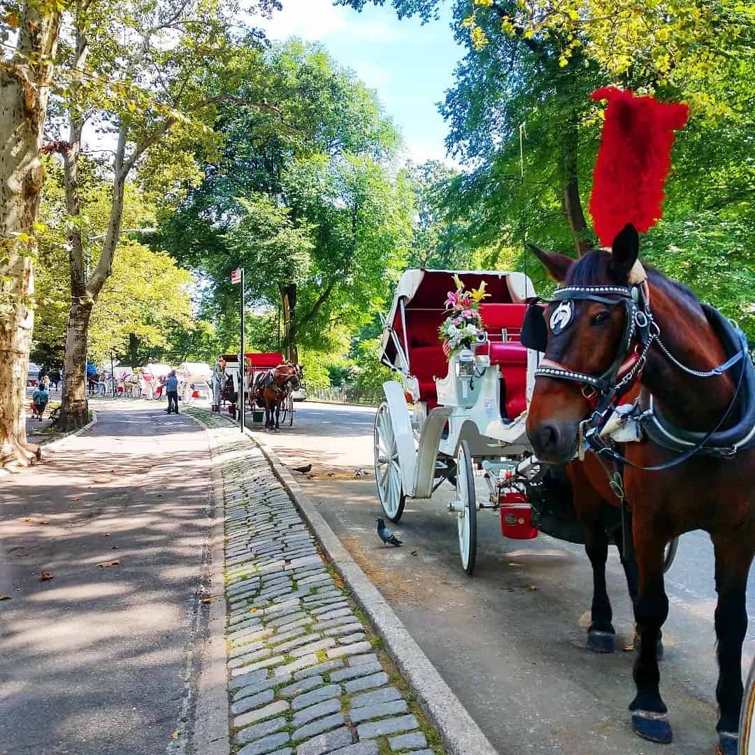 Rooney Mara, and 71% of New Yorkers Say Ban Horse Carriage Rides in NYC Rooney Mara, and 71% of New Yorkers Say Ban Horse Carriage Rides in NYC