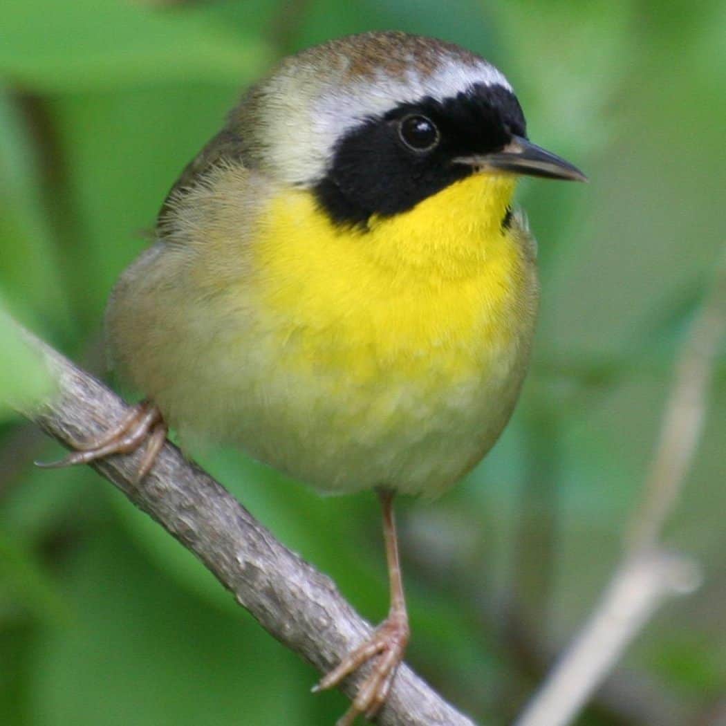 Upcoming Events at the Hudson River Audubon Society Upcoming Events at the Hudson River Audubon Society