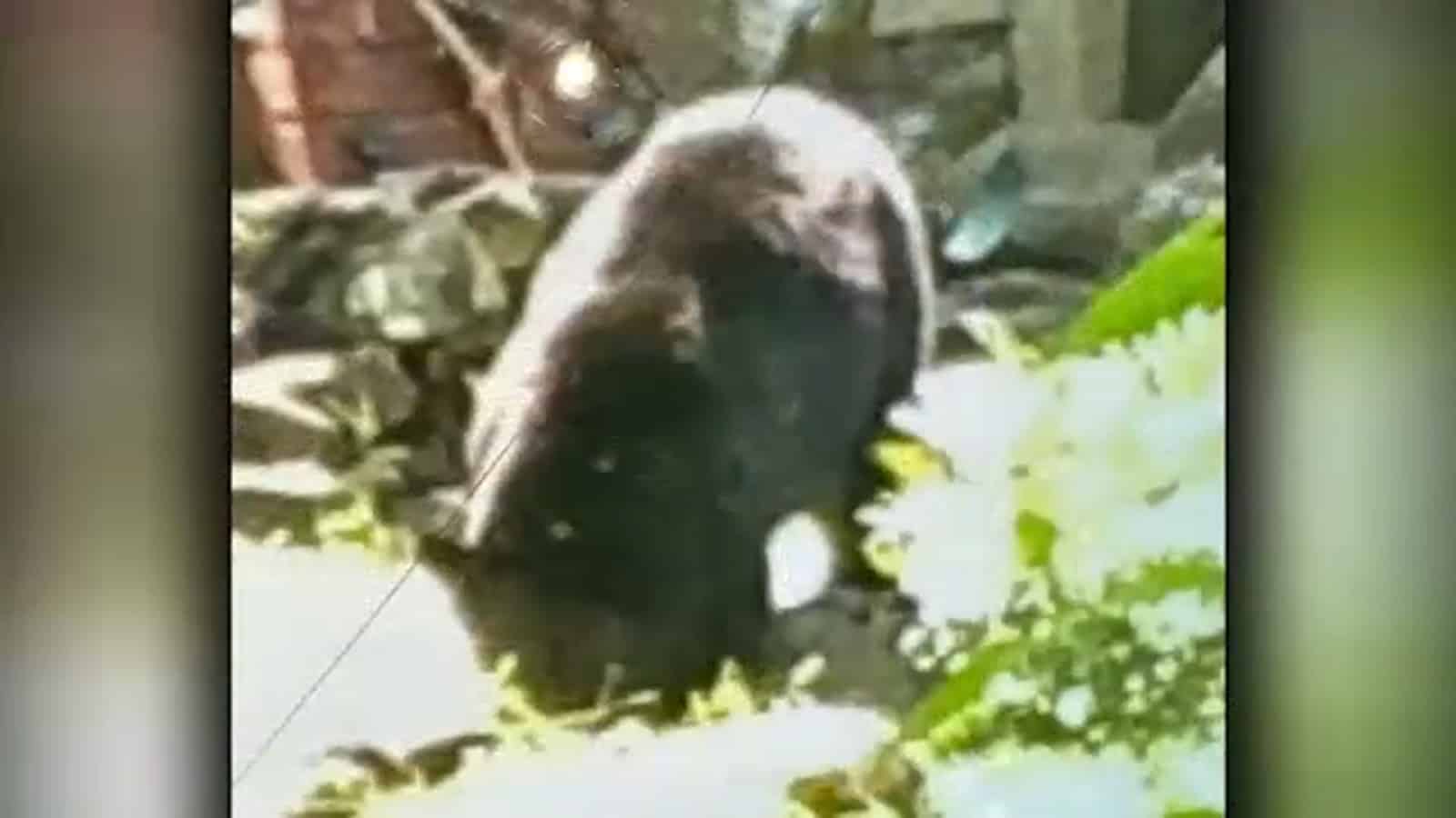 Bear Attack in North Castle Leaves 7-Year Old Injured Bear Attack in North Castle Leaves 7-Year Old Injured