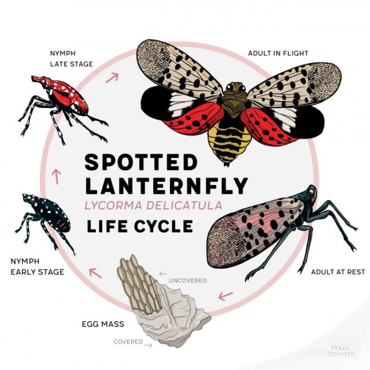 Be On the Lookout for the Spotted Lanternfly Be On the Lookout for the Spotted Lanternfly