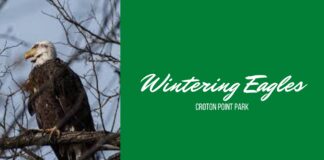 Weekend Events in Westchester County Parks