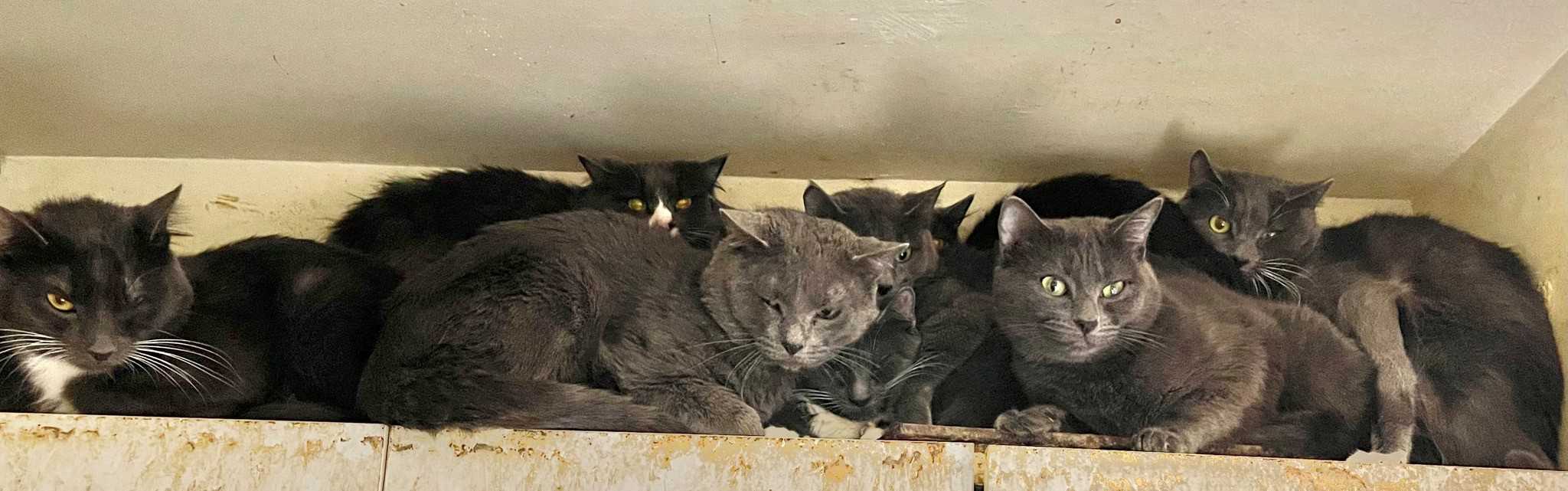 SPCA Westchester Needs Your Help After Rescue of 40 Cats From White Plains Apartment SPCA Westchester Needs Your Help After Rescue of 40 Cats From White Plains Apartment