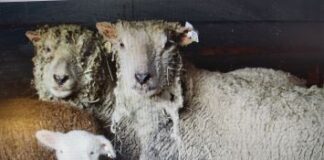 Muscoot Farm’s Sheep Shearing Festival May 12; Farmer’s Market Every Sunday Through November