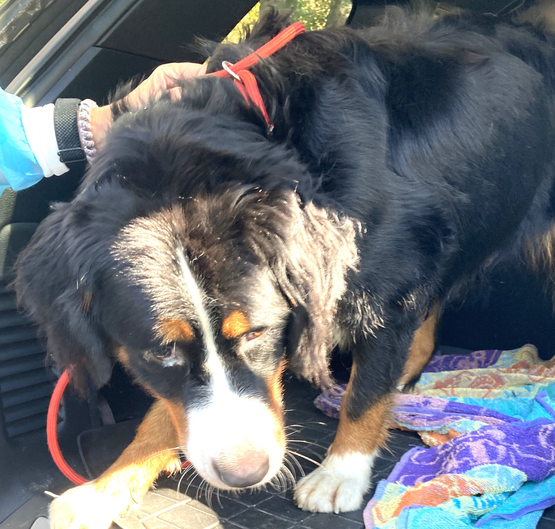 Owner of Pet Rescue Adoption Sanctuary Arrested for Animal Cruelty Owner of Pet Rescue Adoption Sanctuary Arrested for Animal Cruelty