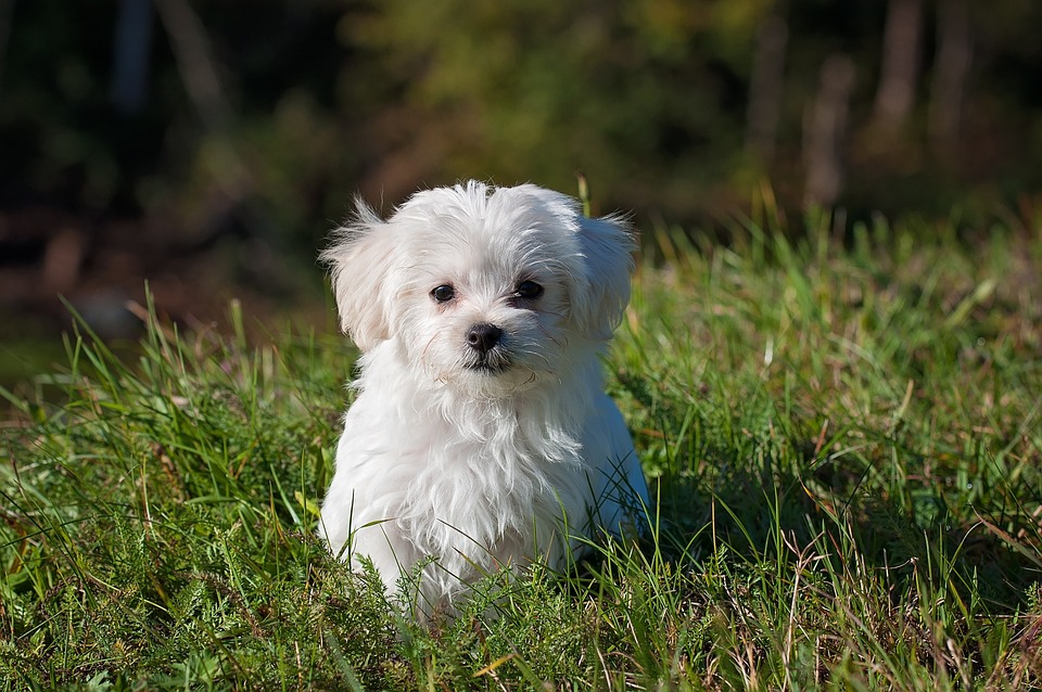 What You Need to Know About Feeding and Caring for Your Dog at Home What You Need to Know About Feeding and Caring for Your Dog at Home