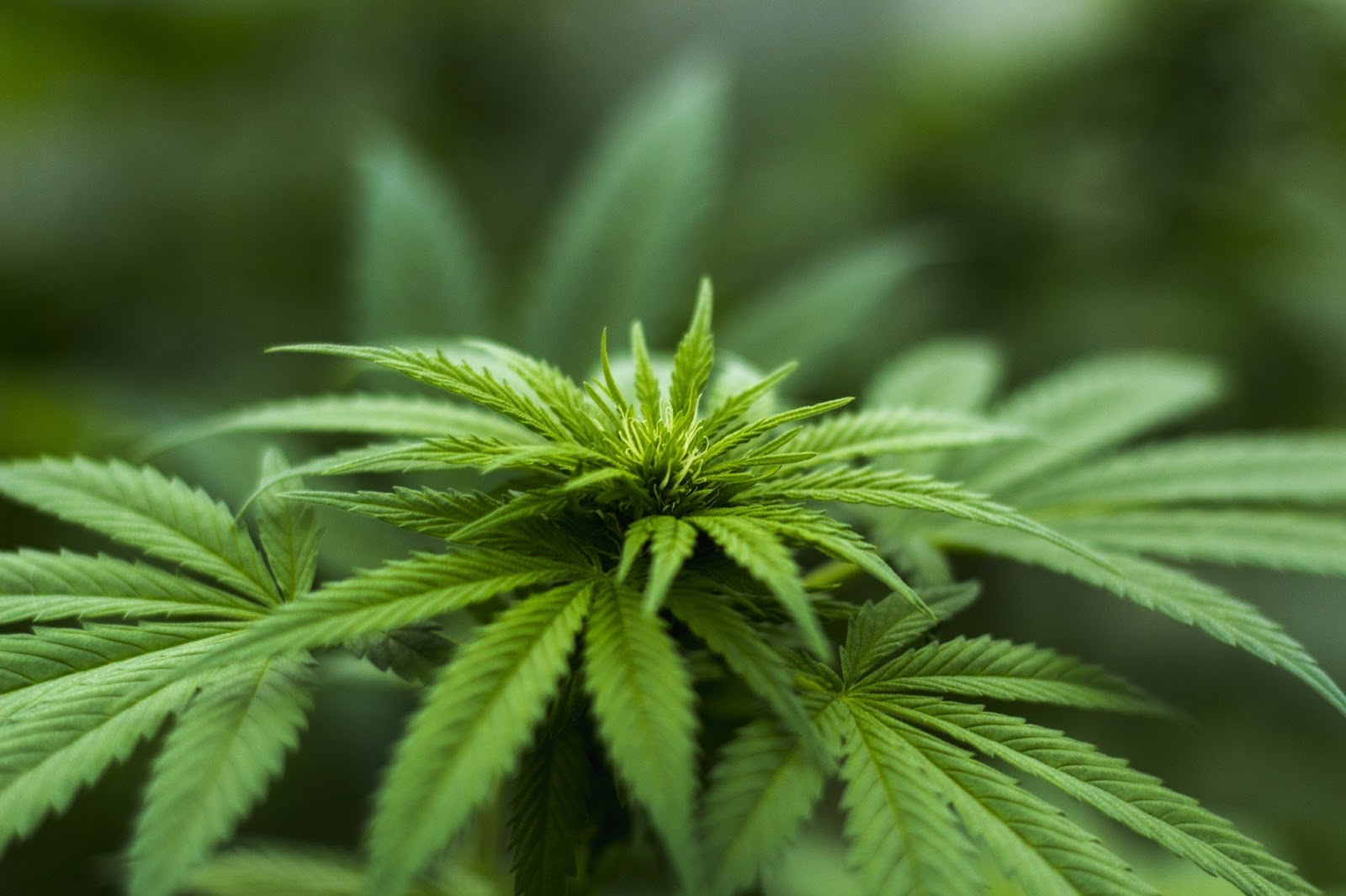 Can Cannabis Help in Cancer Treatment? What Patients Should Know Can Cannabis Help in Cancer Treatment? What Patients Should Know
