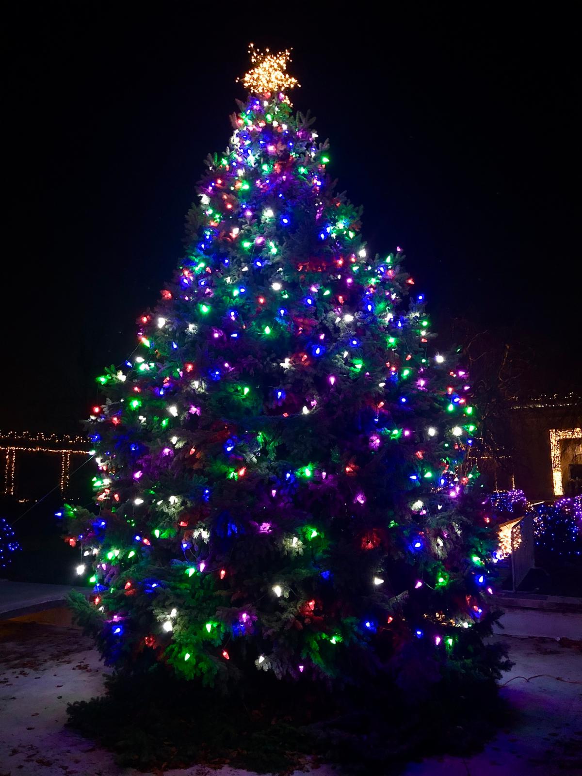 Untermyer Gardens Conservancy Searching for Holiday Tree Donation for Grand Illumination Untermyer Gardens Conservancy Searching for Holiday Tree Donation for Grand Illumination