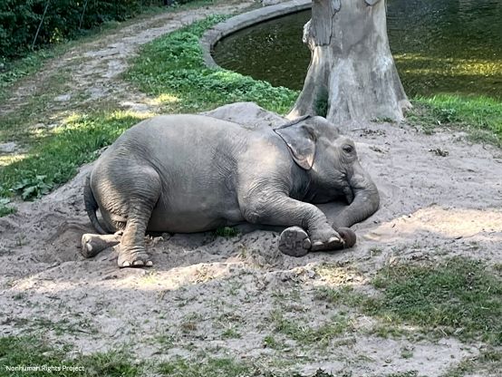 Bronx Zoo on Top 10 Worst List for Elephants Bronx Zoo on Top 10 Worst List for Elephants