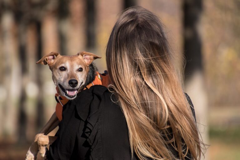 Why Light Therapy Is Gaining Popularity Among Pet Owners