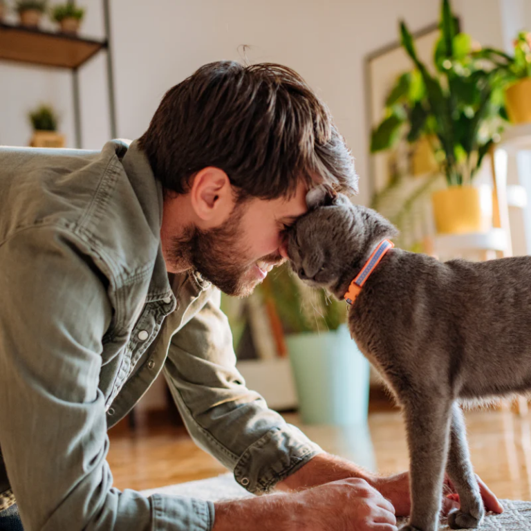 The Best Ways to Keep Your Indoor Cat Happy and Healthy
