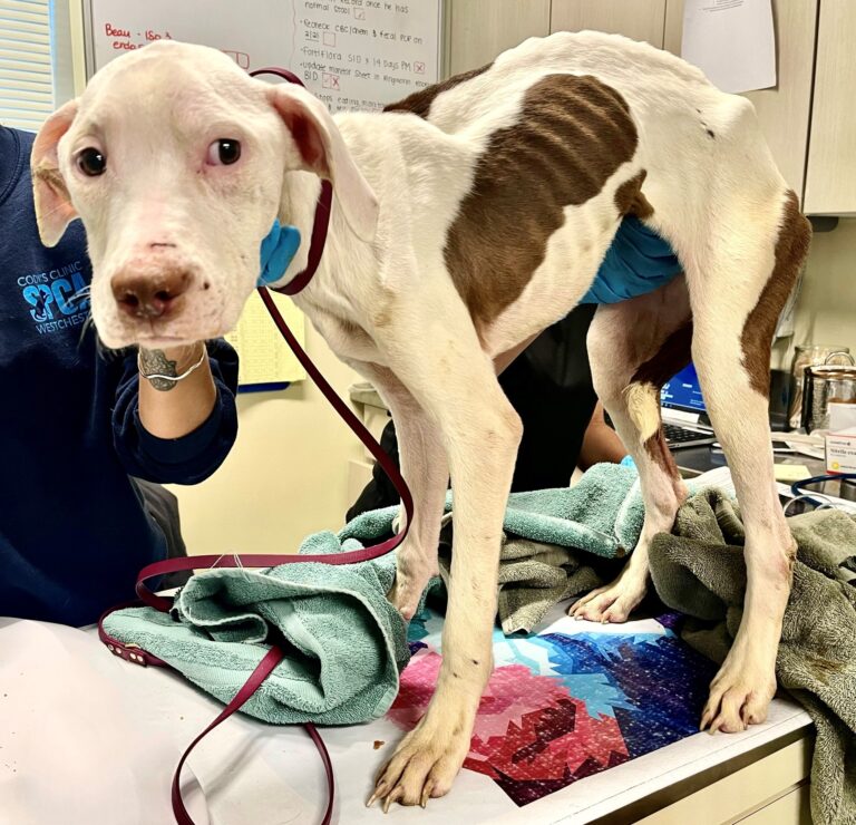 Peekskill Mom Arrested by SPCA Westchester’s Humane Law Enforcement Unit For Starving Her Three Dogs