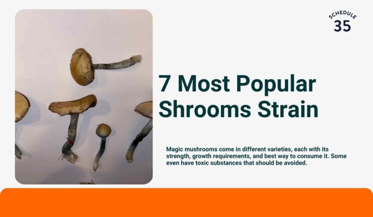 7 Most Popular Shrooms Strain: A Comprehensive Guide To Psilocybin Mushroom Varieties & Potency