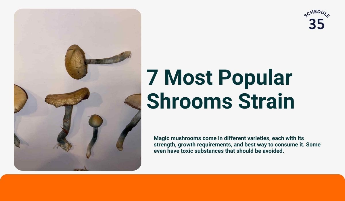 7 Most Popular Shrooms Strain: A Comprehensive Guide To Psilocybin Mushroom Varieties & Potency 7 Most Popular Shrooms Strain: A Comprehensive Guide To Psilocybin Mushroom Varieties & Potency