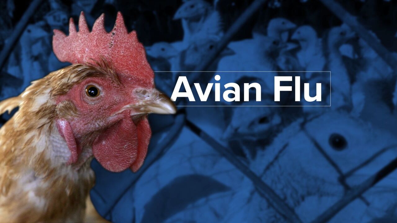 What Are The Risk Factors For Avian Flu? What Are The Risk Factors For Avian Flu?