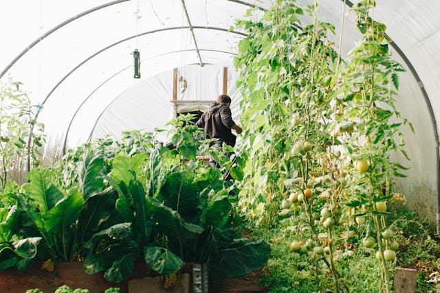 How Greenhouses Help Control Climate Variables for Reliable Crop Production How Greenhouses Help Control Climate Variables for Reliable Crop Production