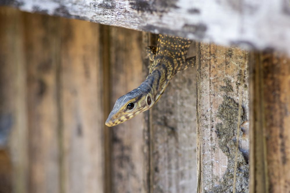 7 Benefits of Using a Humane Animal Removal Service 7 Benefits of Using a Humane Animal Removal Service