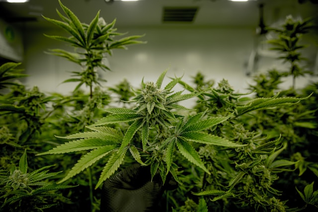 The Minimalist Grower’s Dream: Why Autoflower Seeds Fit a Busy Lifestyle The Minimalist Grower’s Dream: Why Autoflower Seeds Fit a Busy Lifestyle