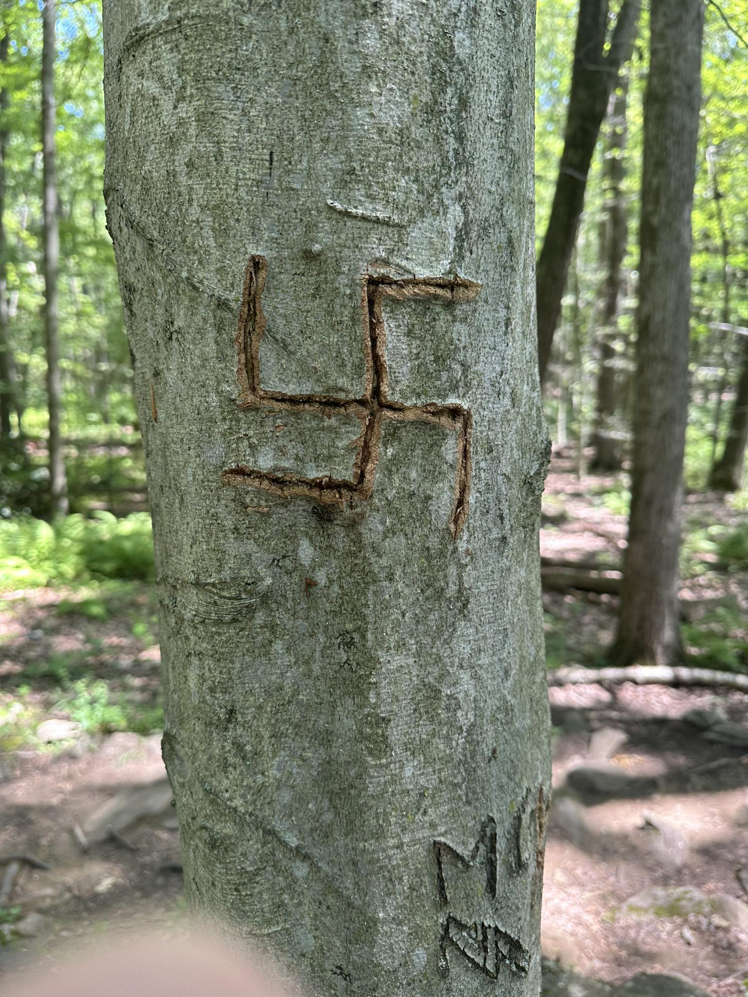 Swastika Found Carved on Turkey Mountain Tree in Yorktown Swastika Found Carved on Turkey Mountain Tree in Yorktown