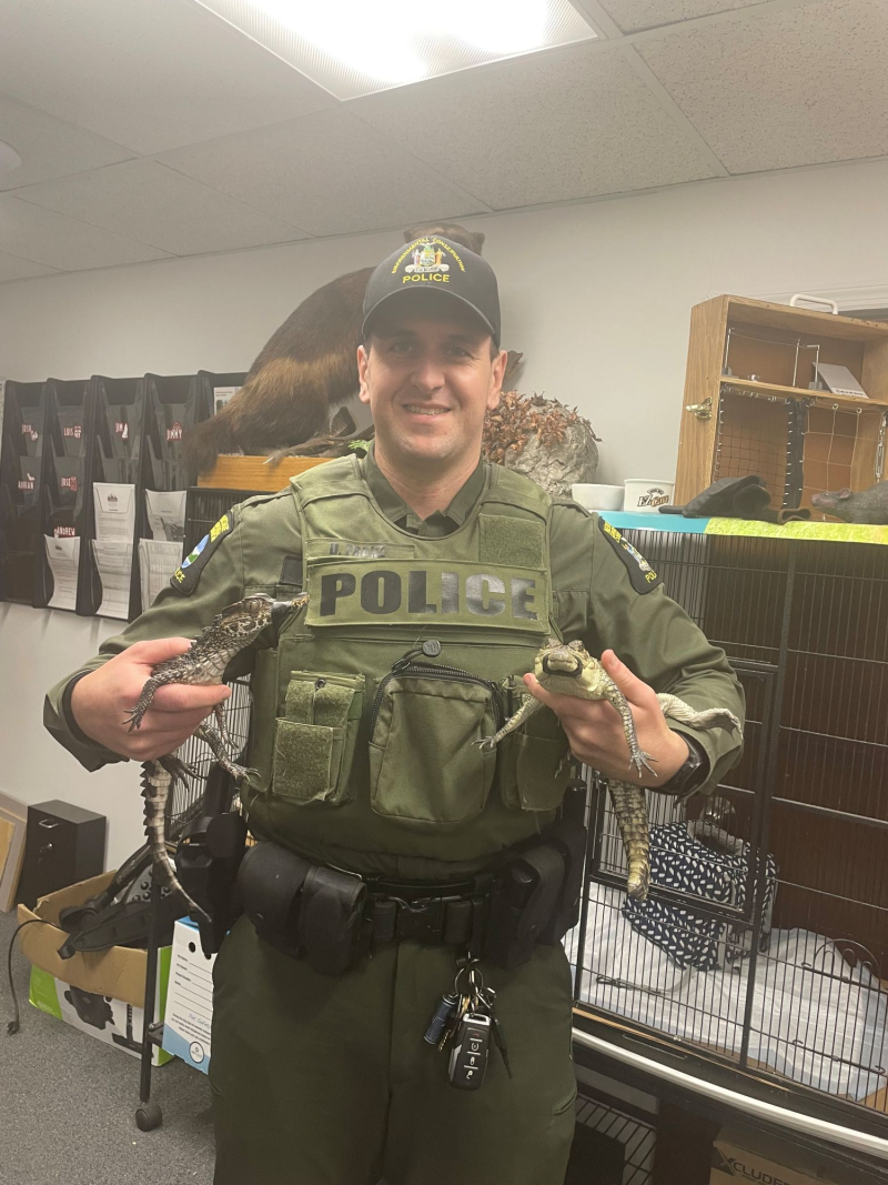 Two Baby Crocs Found in Yonkers Two Baby Crocs Found in Yonkers
