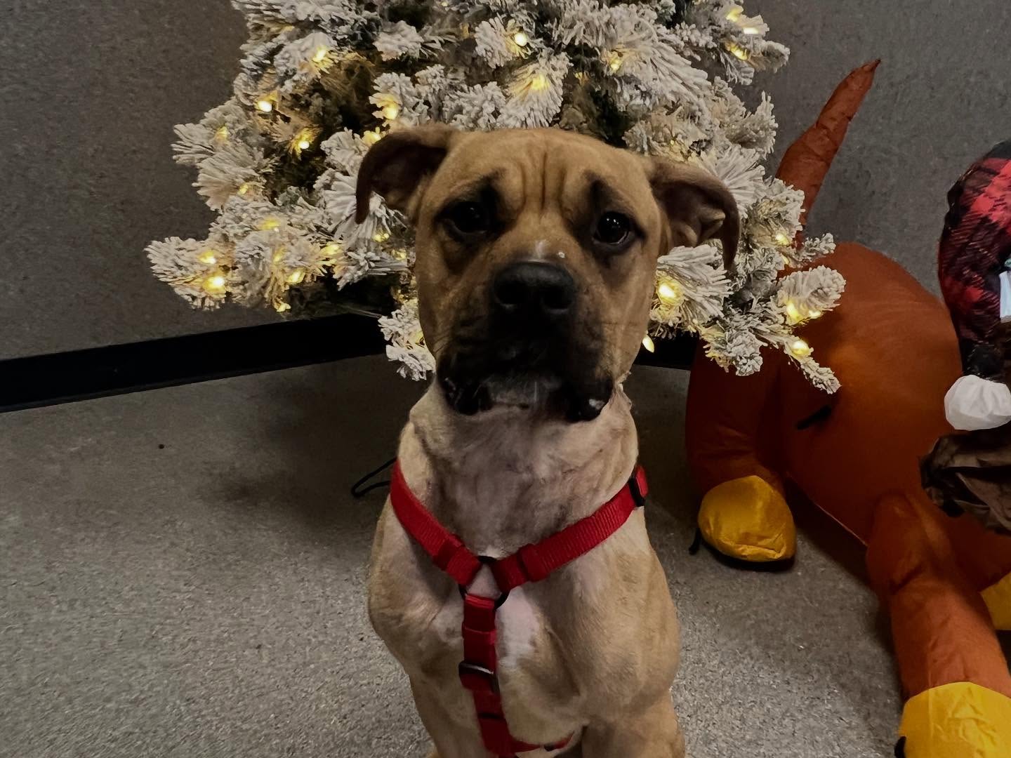 Abused Dog Needs A Home for Christmas Abused Dog Needs A Home for Christmas