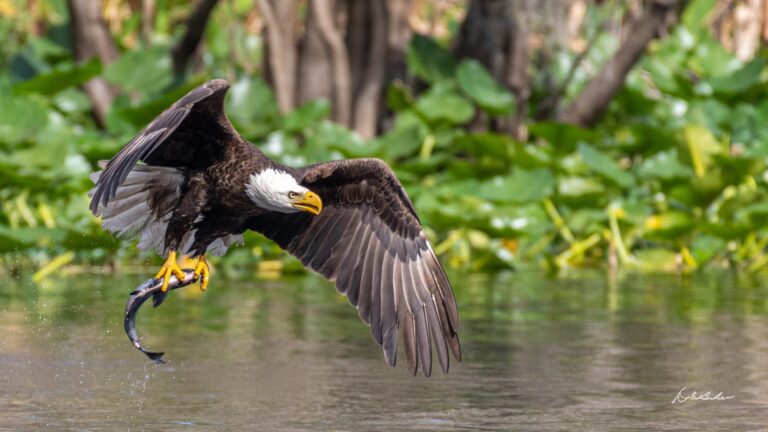 Teatown Hudson River EagleFest® 2026