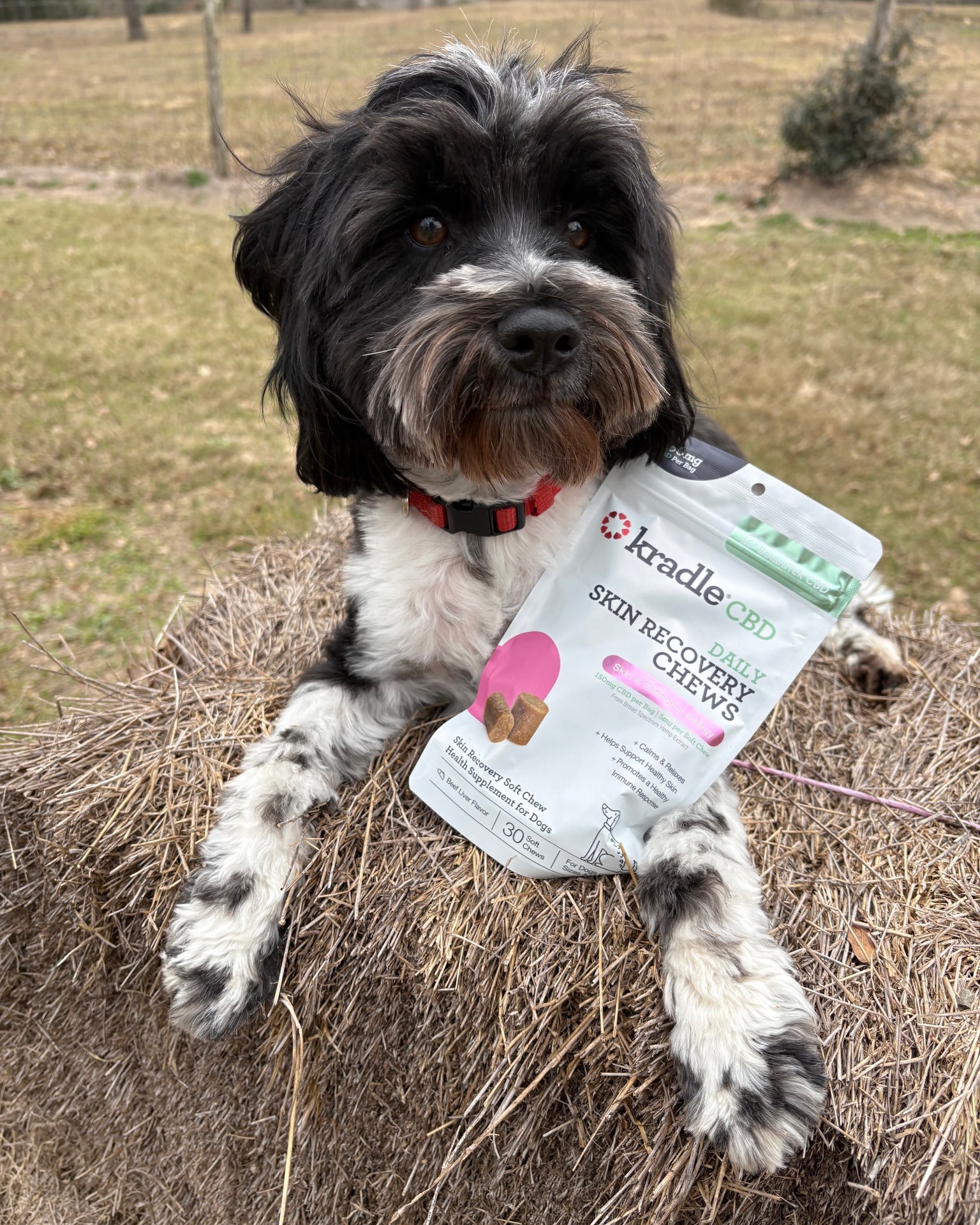 What Triggers Canine Allergies and How Natural Remedies Support Lasting Relief What Triggers Canine Allergies and How Natural Remedies Support Lasting Relief