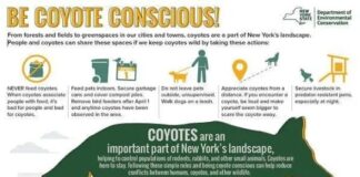 Coyotee Sightings in Eastchester
