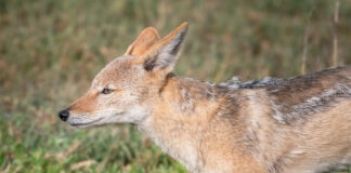 Rabid Coyote in Eastchester Attacks Three