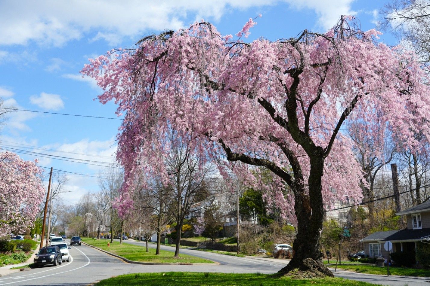 MAYOR MIKE SPANO CELEBRATES CHERRY BLOSSOMS IN BLOOM ACROSS YONKERS MAYOR MIKE SPANO CELEBRATES CHERRY BLOSSOMS IN BLOOM ACROSS YONKERS