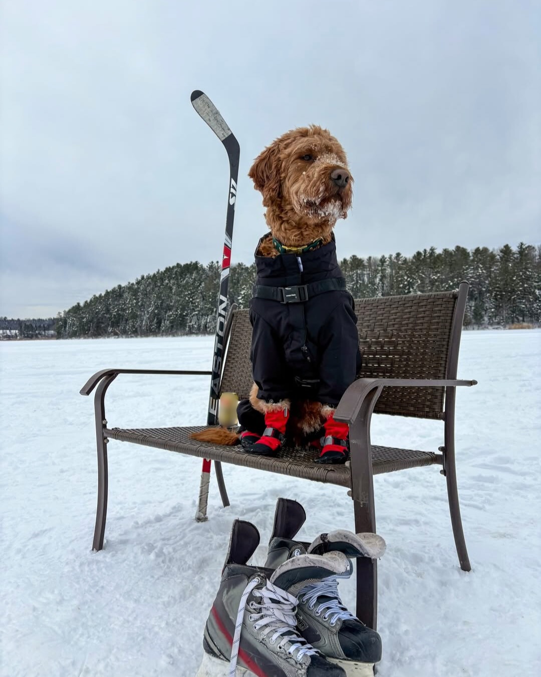 How Insulated Dog Vests Retain Heat in Cold Weather How Insulated Dog Vests Retain Heat in Cold Weather