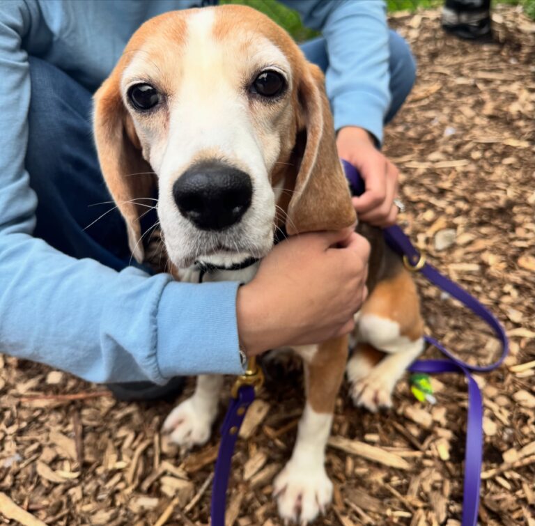 Westchester SPCA Helps Rescue the Ridglan Beagles