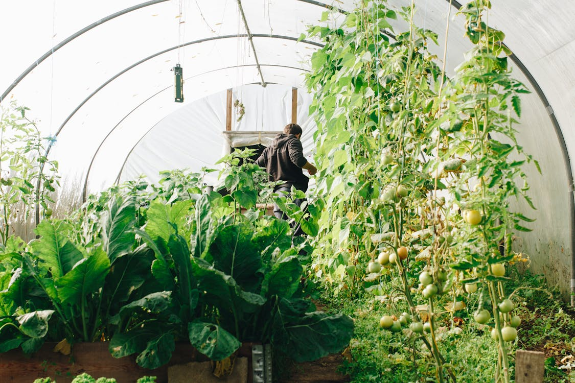 How Greenhouses Help Control Climate Variables for Reliable Crop Production How Greenhouses Help Control Climate Variables for Reliable Crop Production