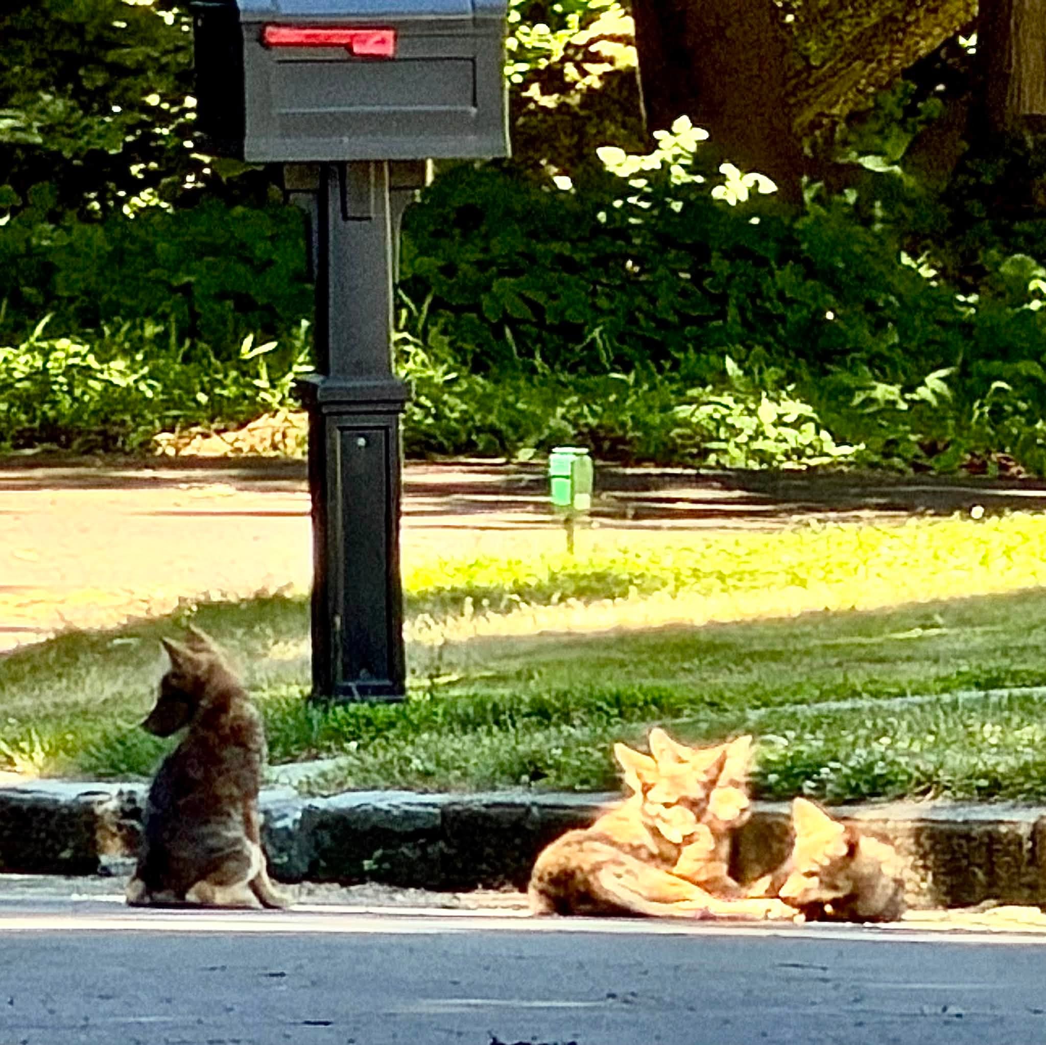 7 Coyotes Spotted in Cortlandt 7 Coyotes Spotted in Cortlandt